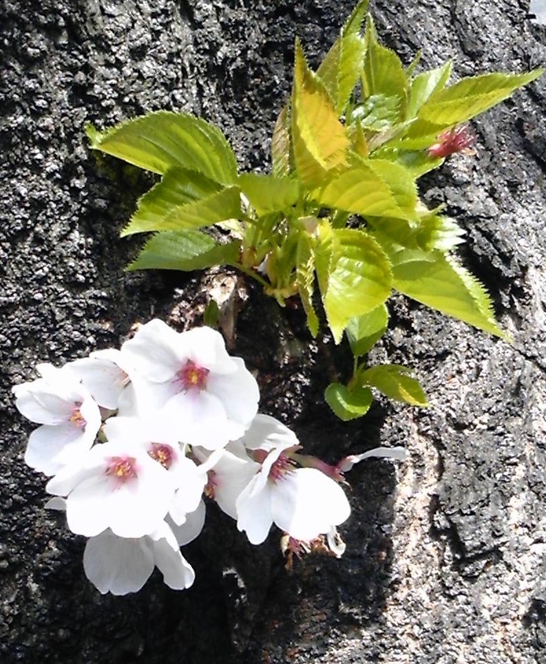 代表の趣味は「花の撮影」